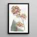 Oncidium di M. Lance - Sydenham Edwards — quadro incorniciato alla parete