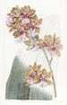 Oncidium di M. Lance - Sydenham Edwards — vista dell’opera
