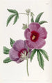Hibiscus di M. Lindley - Sydenham Edwards — vista dell’opera