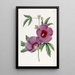 Hibiscus di M. Lindley - Sydenham Edwards — quadro incorniciato alla parete