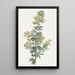 Adesmia di M. Loudon - Sydenham Edwards — quadro incorniciato alla parete