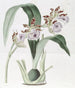 M. Mackay's Eulophia - Sydenham Edwards — vista dell’opera