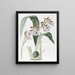 M. Mackay's Eulophia - Sydenham Edwards — quadro incorniciato alla parete