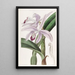 Cattleya di M. Perrin - Sydenham Edwards — quadro incorniciato alla parete