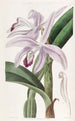 Cattleya di M. Perrin - Sydenham Edwards — vista dell’opera