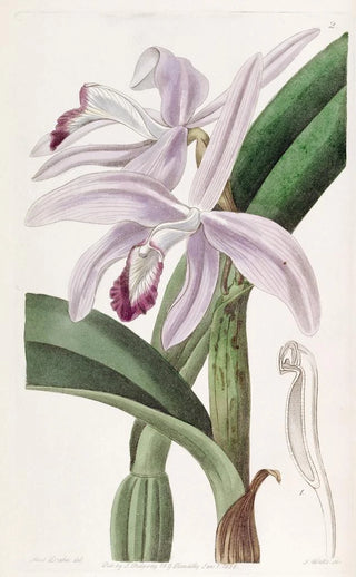 Sydenham Edwards - Mr Perrins Cattleya.webp