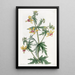 Loasa de M. Place - Sydenham Edwards — quadro incorniciato alla parete