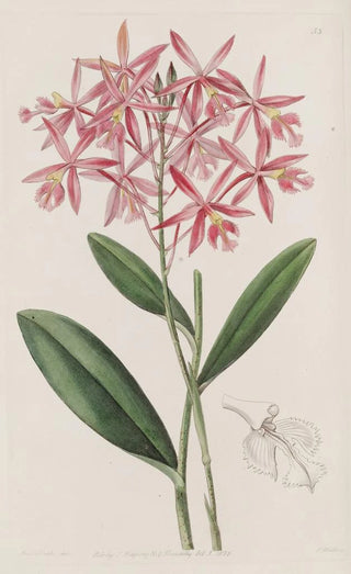 Sydenham Edwards - Mr Schomburgks Epidendrum.webp