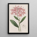 Epidendrum di M. Schomburgk - Sydenham Edwards — quadro incorniciato alla parete