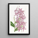 Epidendrum di M. Skinner - Sydenham Edwards — quadro incorniciato alla parete
