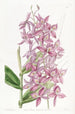 Epidendrum di M. Skinner - Sydenham Edwards — vista dell’opera