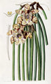 Maxillaria de M. Steels - Sydenham Edwards — vista dell’opera