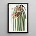 Maxillaria de M. Steels - Sydenham Edwards — quadro incorniciato alla parete