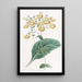 Calceolaria di M. W. Herbert - Sydenham Edwards — quadro incorniciato alla parete