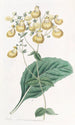 Calceolaria di M. W. Herbert - Sydenham Edwards — vista dell’opera