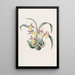Langue-de-serpent di M. Warner - Sydenham Edwards — quadro incorniciato alla parete