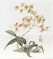 Oncidium di Mme Arnold Harrison - Sydenham Edwards — vista dell’opera