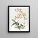 Oncidium di Mme Arnold Harrison - Sydenham Edwards — quadro incorniciato alla parete
