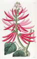 Érythrine à fleurs nues - Sydenham Edwards — vista dell’opera