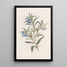 Sollya à feuilles étroites - Sydenham Edwards — quadro incorniciato alla parete