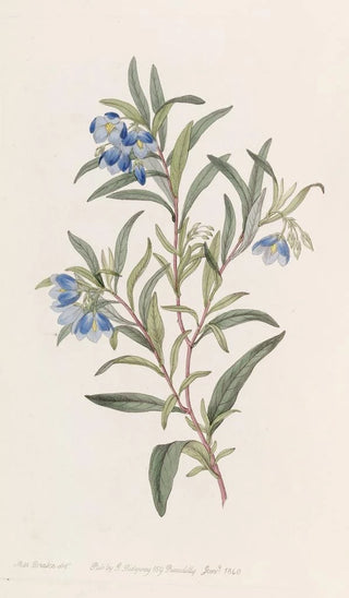 Sydenham Edwards - Narrowleaved Sollya.webp