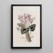 Cyclamen napolitain - Sydenham Edwards — quadro incorniciato alla parete
