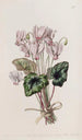 Cyclamen napolitain - Sydenham Edwards — vista dell’opera