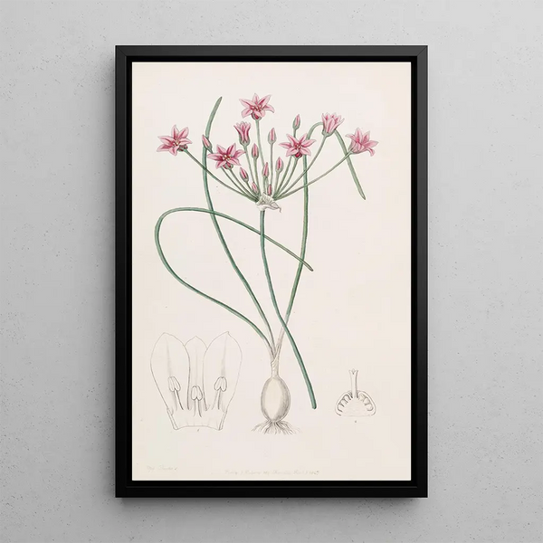 Sydenham Edwards - Nerineleaved Caloscord.webp