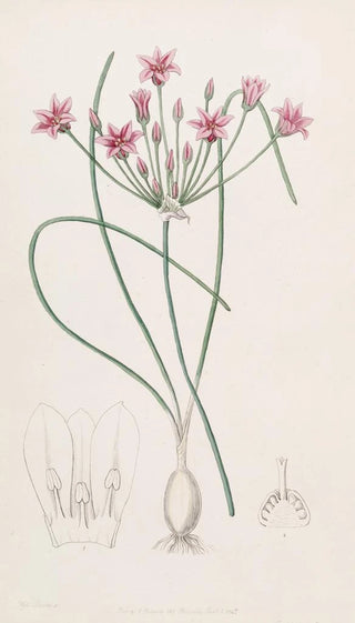 Sydenham Edwards - Nerineleaved Caloscord.webp