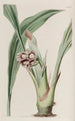 Tupistra penchée - Sydenham Edwards — vista dell’opera