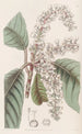 Clèthre à feuilles de chêne - Sydenham Edwards — vista dell’opera