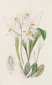 Coelogyne à taches d'ocre - Sydenham Edwards — vista dell’opera