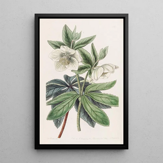 Sydenham Edwards - Olympian Hellebore.webp