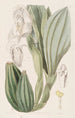 Anguloa à une fleur - Sydenham Edwards — vista dell’opera