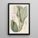 Anguloa à une fleur - Sydenham Edwards — quadro incorniciato alla parete
