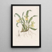 Oncidium à une fleur - Sydenham Edwards — quadro incorniciato alla parete