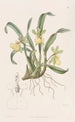 Oncidium à une fleur - Sydenham Edwards — vista dell’opera