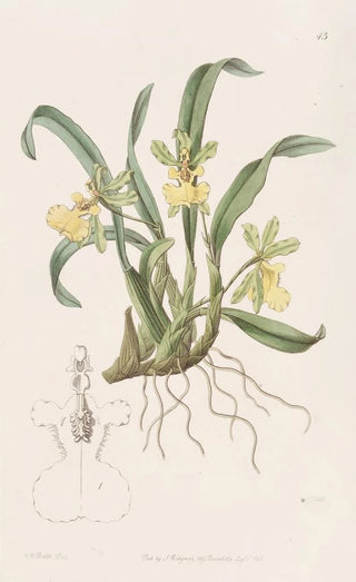 Sydenham Edwards - Oneflowered Oncidium.webp