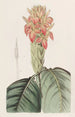 Aphelandra orange - Sydenham Edwards — vista dell’opera