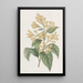 Cestrum orangé - Sydenham Edwards — quadro incorniciato alla parete