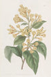 Cestrum orangé - Sydenham Edwards — vista dell’opera