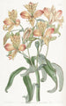 Alstroemeria à fleurs orange - Sydenham Edwards — vista dell’opera
