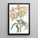 Alstroemeria à fleurs orange - Sydenham Edwards — quadro incorniciato alla parete