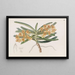 Saccolabe arancione - Sydenham Edwards — quadro incorniciato alla parete