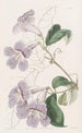 Bignonia peint - Sydenham Edwards — vista dell’opera