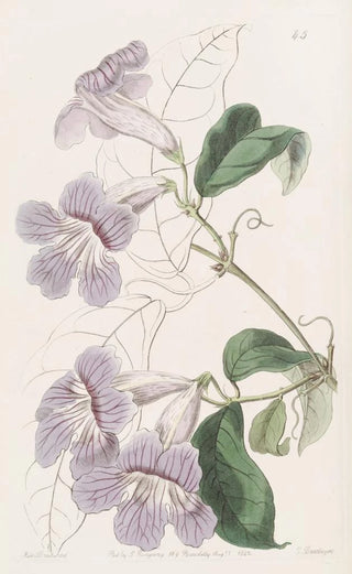 Sydenham Edwards - Painted Bignonia.webp