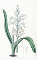 Lachenalia à fleurs bleu pâle - Sydenham Edwards — vista dell’opera