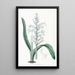 Lachenalia à fleurs bleu pâle - Sydenham Edwards — quadro incorniciato alla parete