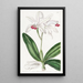 Cattleya intermédiaire a fiori pallidi - Sydenham Edwards — quadro incorniciato alla parete