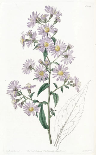 Sydenham Edwards - Pallid Aster.webp